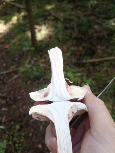 Гриб из Москва