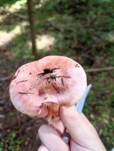 Гриб из Москва