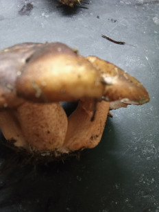 Гриб из Северодвинск