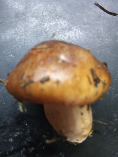 Гриб из Северодвинск