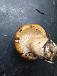 Гриб из Северодвинск