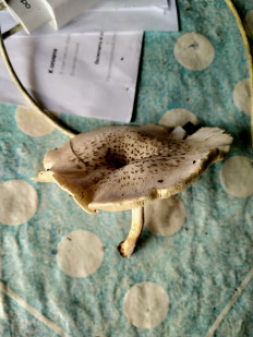 Гриб из Нижегородская область