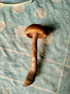 Гриб из Нижегородская область