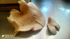 Гриб из Новосибирск