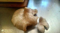 Гриб из Новосибирск