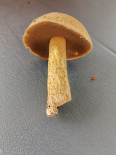 Гриб из Москва