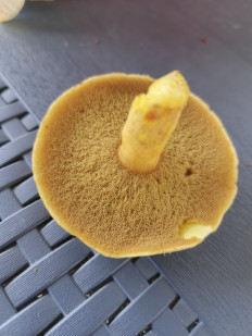 Гриб из Москва