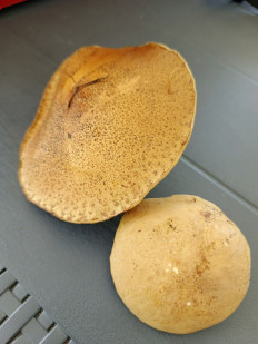 Гриб из Москва