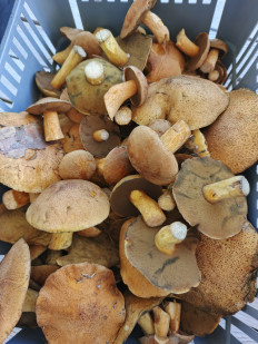 Гриб из Москва