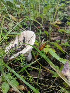 Гриб из С.Волковское, Протвино, МО