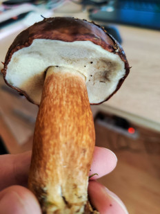 Гриб из Покров