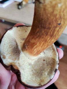 Гриб из Покров