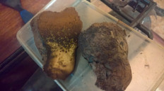 Гриб из Белгород