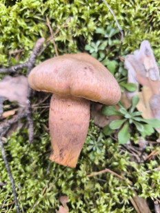 Гриб из Орехово-Зуево