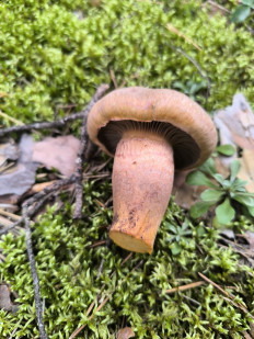 Гриб из Орехово-Зуево