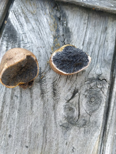 Гриб из Серпухов