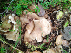 Гриб из Уфа