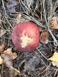 Рядовка жёлто-красная