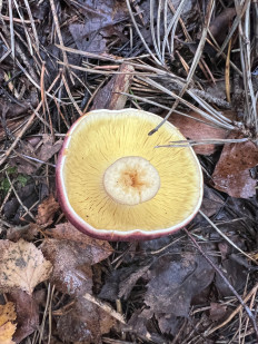 Рядовка жёлто-красная