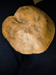 Гиропорус каштановый