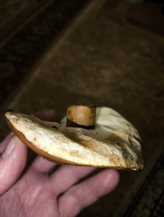 Гиропорус каштановый