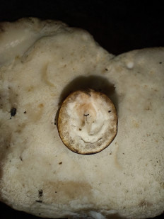 Гиропорус каштановый