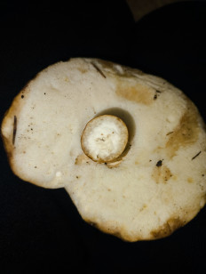 Гиропорус каштановый