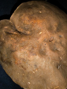 Гиропорус каштановый