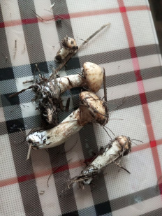 Гриб из Хилок