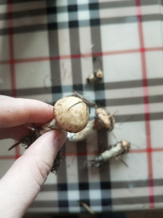 Гриб из Хилок