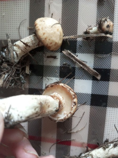 Гриб из Хилок