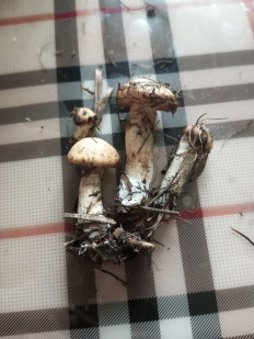 Гриб из Хилок