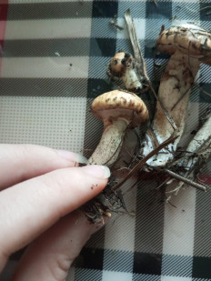 Гриб из Хилок