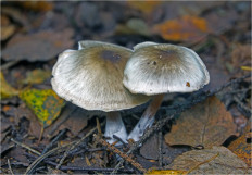 Гриб из Москва