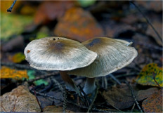 Гриб из Москва