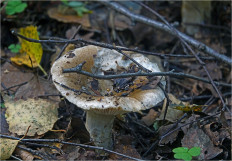 Гриб из Москва