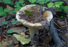 Гриб из Москва