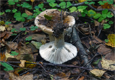 Гриб из Москва