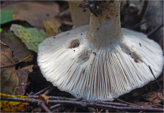 Гриб из Москва