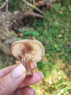 Свинушка тонкая