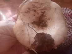 Гриб из Нижегородская обл