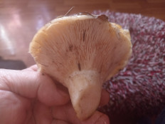 Гриб из Нижегородская обл