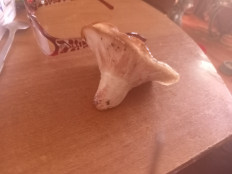 Гриб из Нижегородская обл