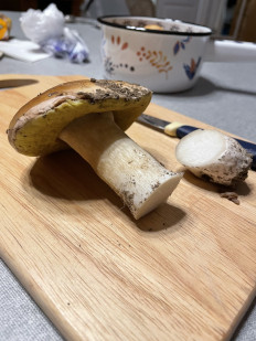 Гриб из Москва