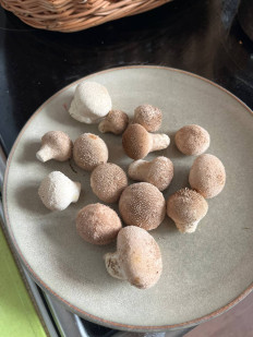 Гриб из Нижний Новгород