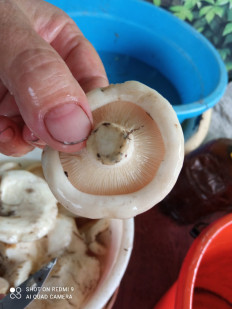 Гриб из канск