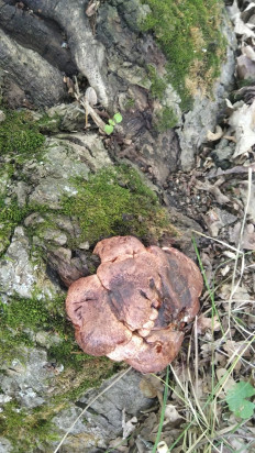 Гриб из Москва