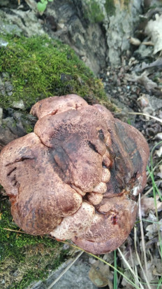 Гриб из Москва