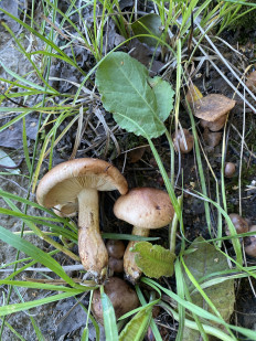 Гриб из Московская область