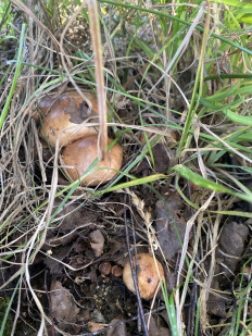 Гриб из Московская область